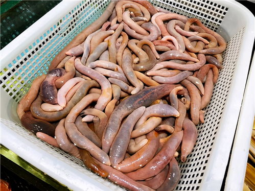 150余种沿海地区河 海鲜,做厨师的一定要认识