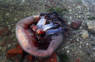 海蜇养殖技术,养殖用什么饲料