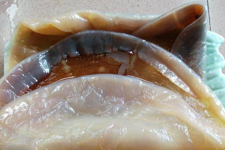 水母数量大增,拖翻渔船,逼停核电站,是要占领海洋吗