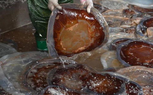 海蜇入侵上海杭州多家热电厂,已集中焚烧数百吨,吃货们不干了