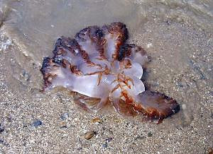 海蜇是水母吗?海蜇的营养价值有哪些?