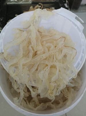 [海蜇皮批发]山东滨州沾化区海蜇 30.00元/件海蜇丝,海蛰头 _ 一亩田
