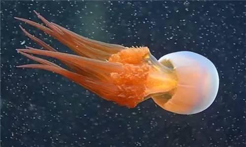 知识库|水母就是海蜇?多少餐饮人混淆了-商用厨具行业-