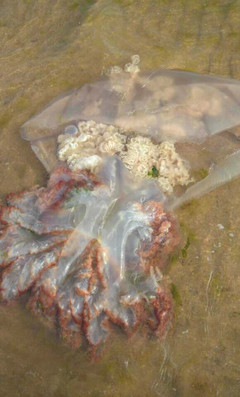 苏州到日照三日游~自由行