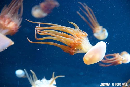 海蜇没有眼睛，它们是如何感知世界的？